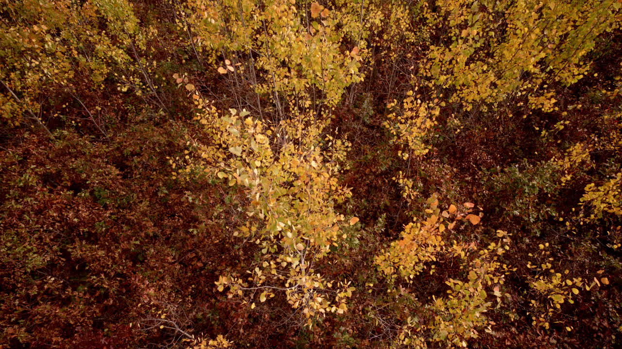 Drone shot panning around a cluster of aspens glowing with fall colors