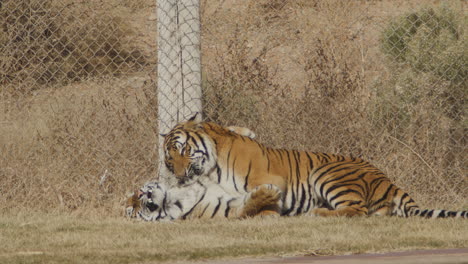 captive tigers play fighting together outside