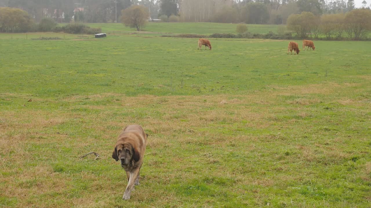 Adorabile cane marrone che cammina in un pascolo di mucche.