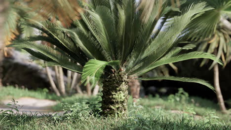 tropical palms and plants at sunny day