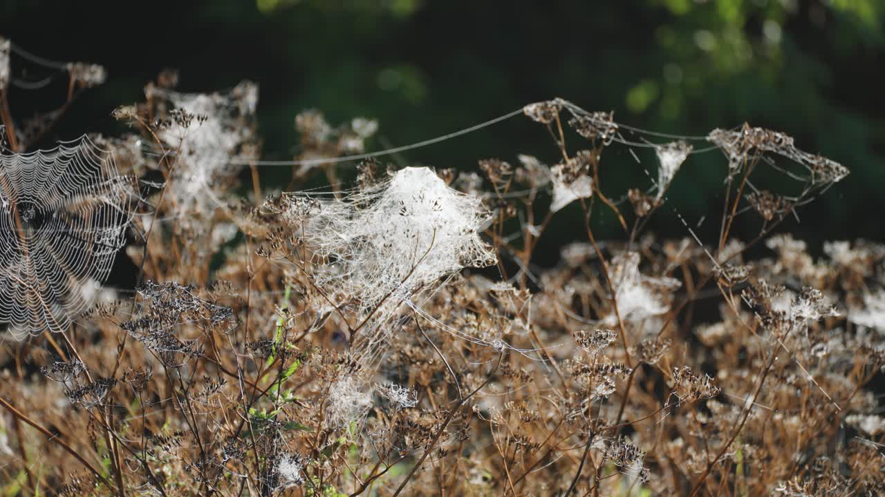 무서운 마법의 장면에서 잔디와 잡초