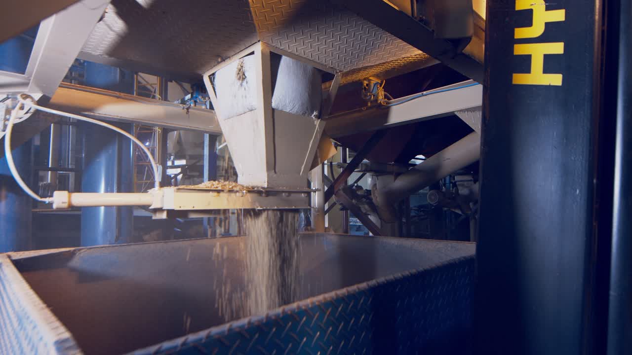 Unroasted, freshly harvested coffee beans being poured into the separator at the processing factory