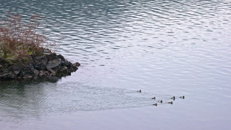 Escena-De-La-Naturaleza-Serena,-Patos,-Patitos-Nadando-En-El-Agua