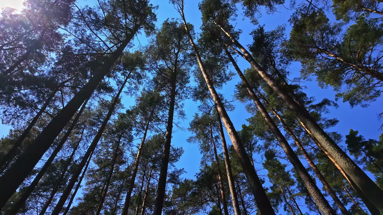 높은 나무 숲, 옷을 입은 여자가 꽃으로 둘러싸여 돌아다니고