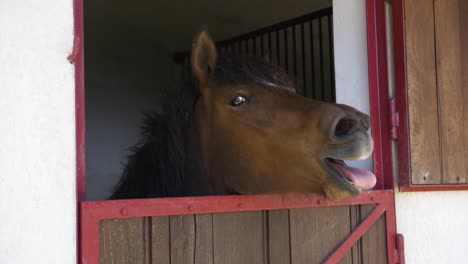 slow motion video with a horse eating in stable