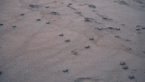 Group-of-newborn-turtles-trying-to-reach-ocean-water-to-survive,-handheld-view