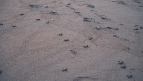 group of newborn turtles trying to reach ocean water to survive, handheld view