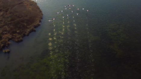 Top-down-aerial-view-of-flock-of-flamingos-taking-off-in-the-marshes