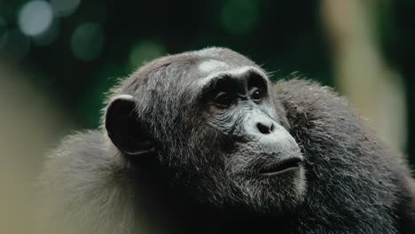 chimpanzee staring into kibale forest - endangered great ape in africa