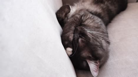 gato gris durmiendo en el sofá