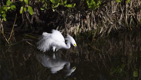 Schneereiher-Im-Brutgefieder-Auf-Der-Jagd-Nach-Fischen,-Im-Mangroven-Feuchtgebiet-Florida