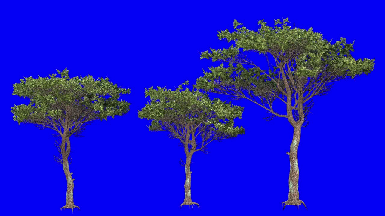 3D italian stone pine tree cluster with wind effect on blue screen 3D animation