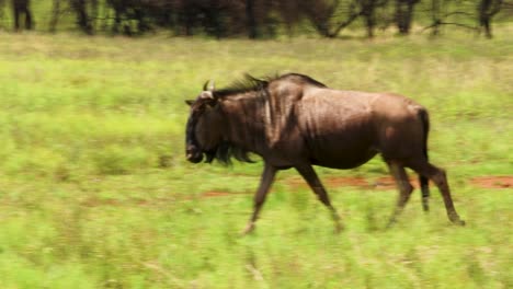 wildebeast walking through a savannah in south africa, full body follow shot 4k