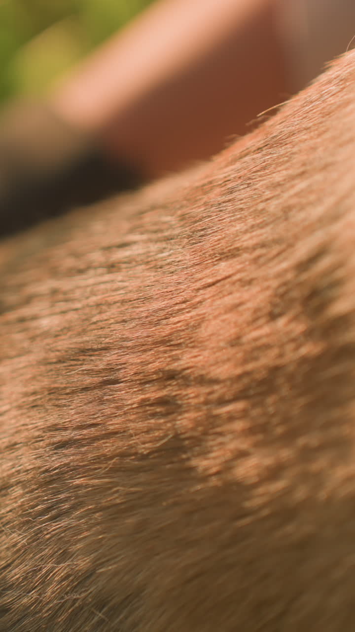 primer plano de la mano frotando el cuerpo del perro con un guante de aseo, pelaje visible en el guante bajo la cálida luz del sol, el perro disfruta del momento con la lengua colgada, el fondo con una vegetación exuberante borrosa