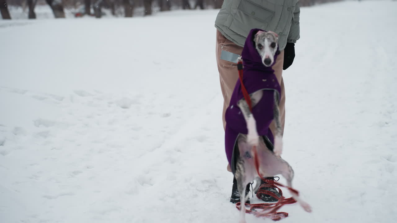 Dog wearing purple coat looks up attentively at person standing nearby in snowy park, red leash tangled on ground, snowflakes gently falling, scene captures connection and communication during winter walk