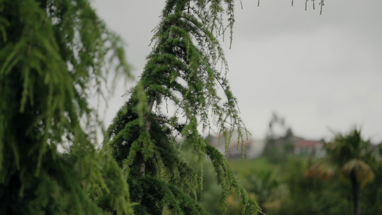 멀리 떨어진 집과 하늘의 흐릿한 배경으로 울창한 초록색 소나무 가지의 클로즈업