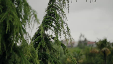 close-up of lush green pine tree branches with a blurred background of distant houses and sky