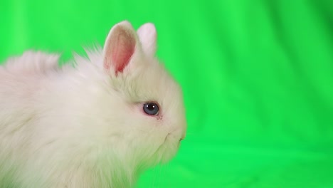 white rabbit and soccer ball on green background. football game. hobbies for children. sports development. place for text. football goal. funny animal hare. high quality 4k footage