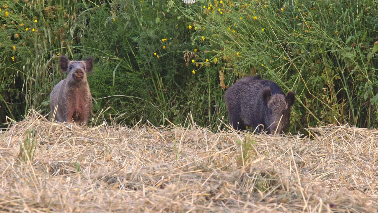 A pair of wild boars in a harvested field eating hay