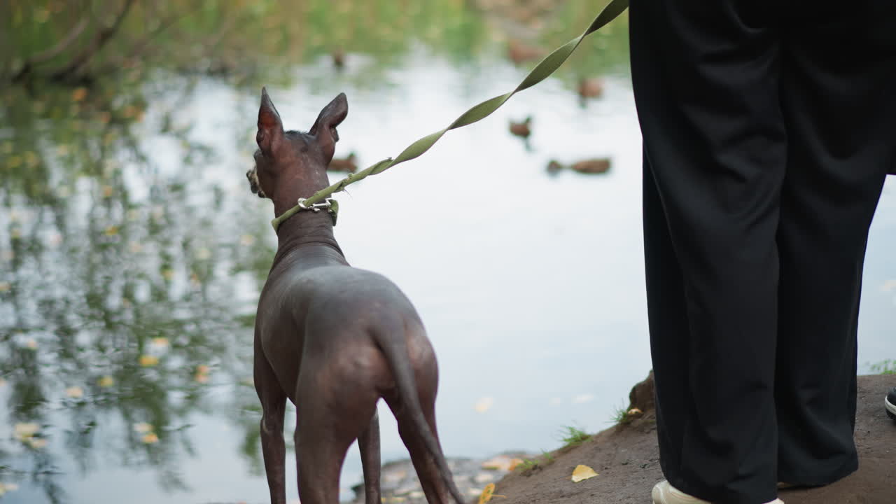 Canine Observes Waterfowl At Pond, Dog Attentively Surveys Ducks Swimming Near Quiet Pond With Handler Present, Dog Keenly Observes Ducks Near Pond While Handler Remains Nearby To Supervise