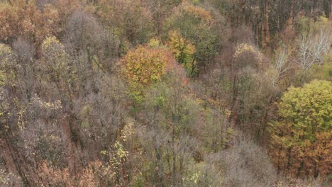 Drone-fly-around-forest-filming-beautiful-tick-dense-trees-in-autumn-season-with-stunning-colorful-red-yellow-leafs