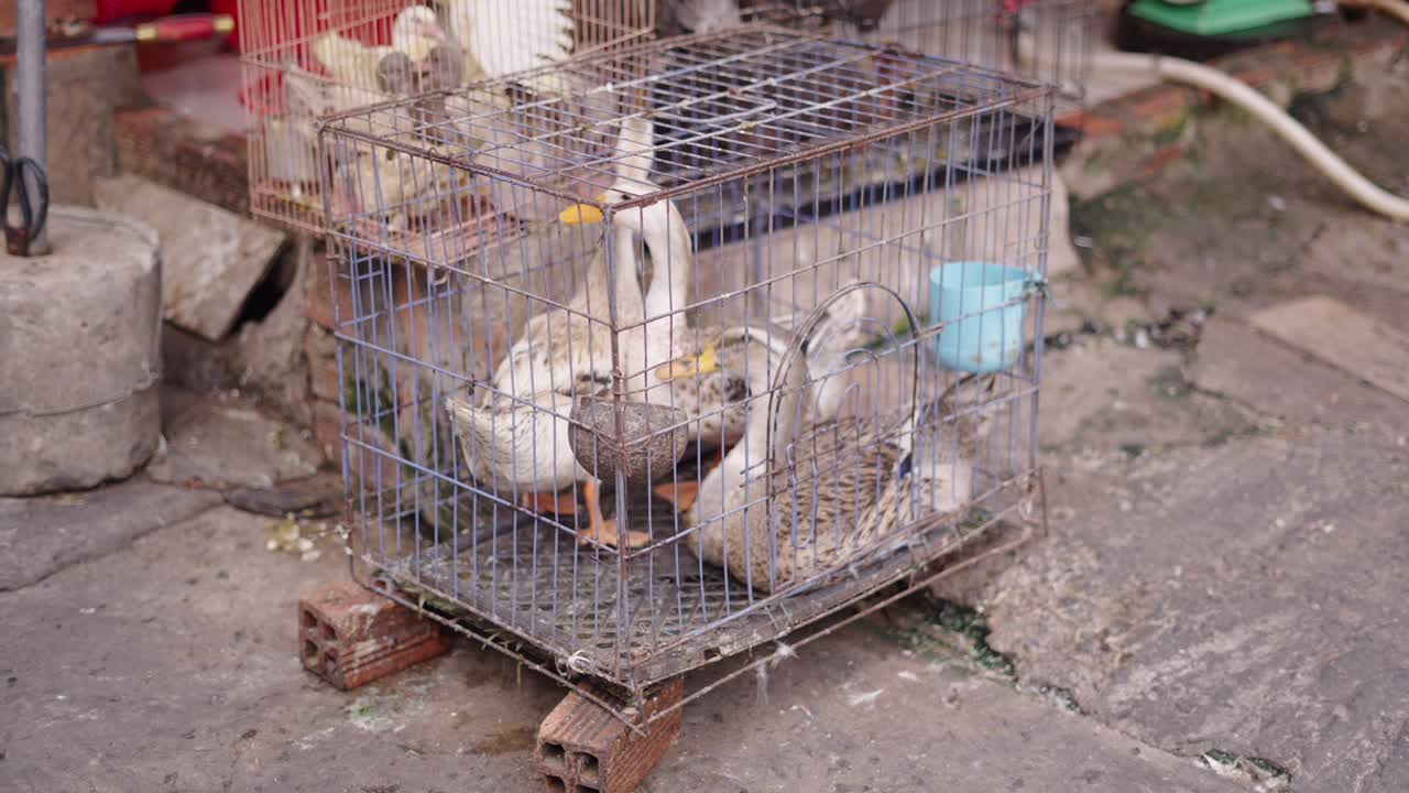 Ducks in a Cage at an Asian Market