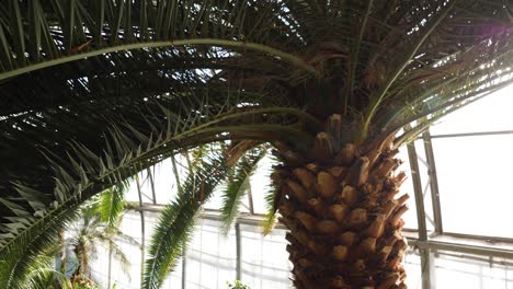 palm tree in a greenhouse