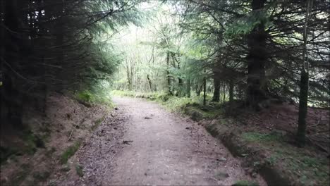 a drone flying around just one of the thousands of forests of the united kingdom-1