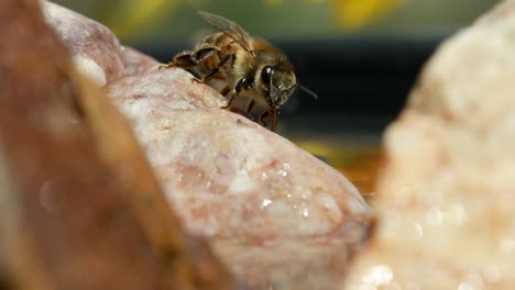 honey bee stands still on rock by water, moving antennae