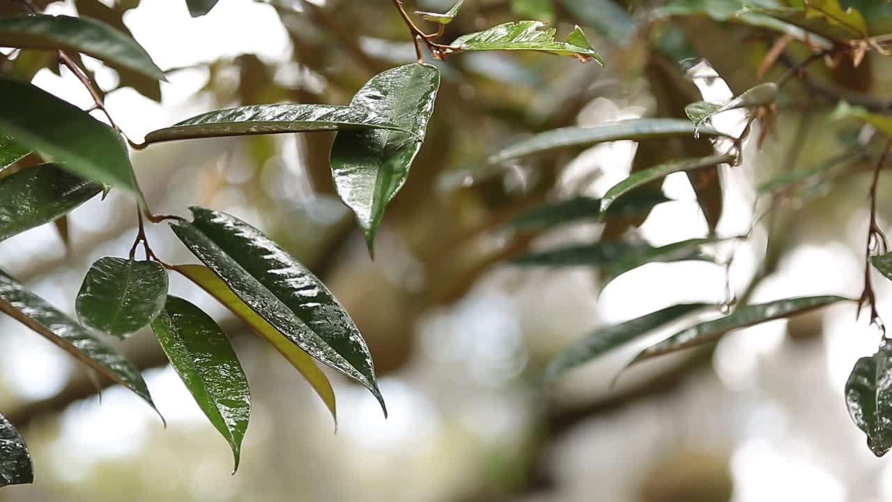 imágenes de primer plano de la cosecha durian dorada y hermosa, el rey de la fruta