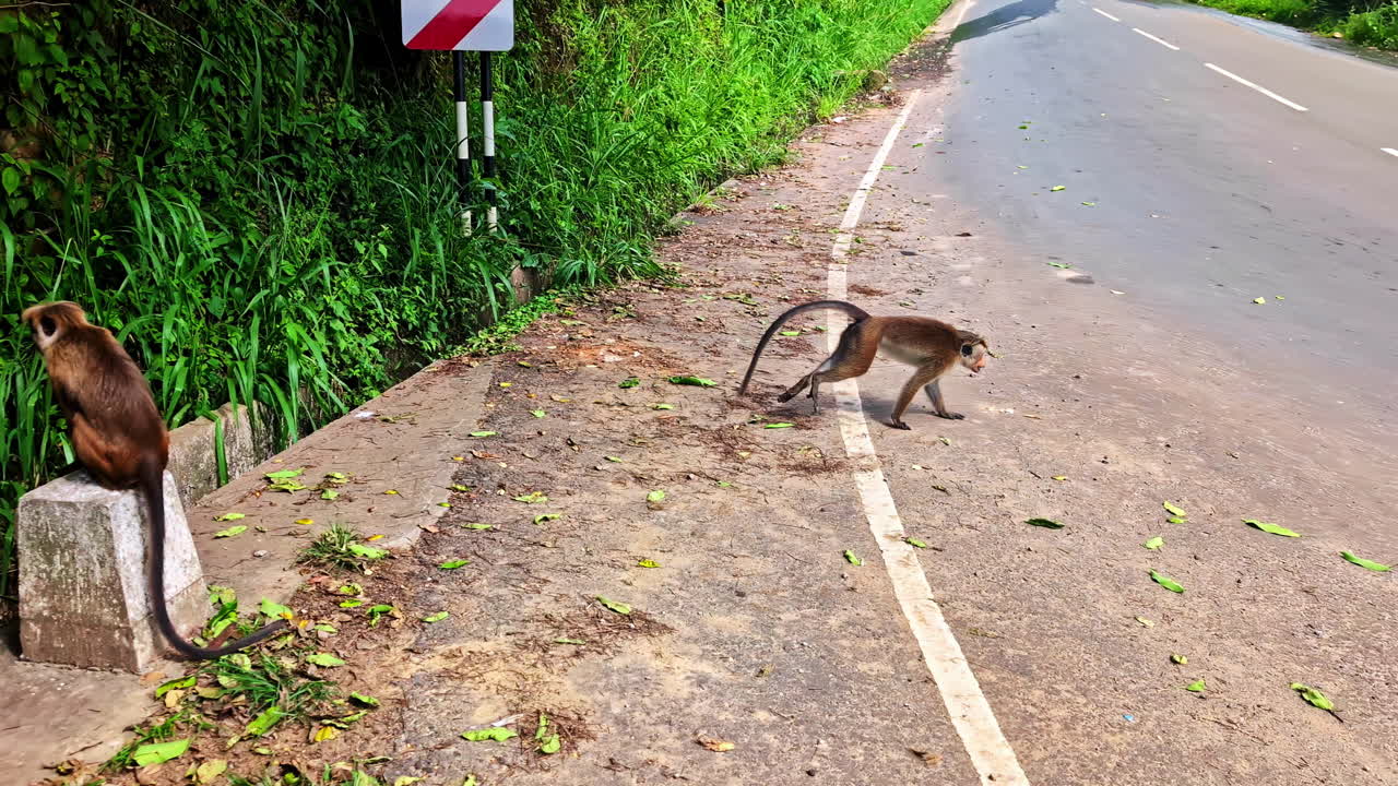 Three monkeys resting and moving near a roadside forest edge on a sunny day