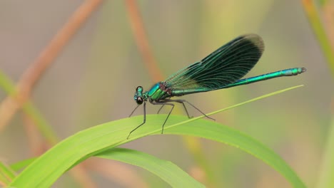 beautiful demoiselle (calopteryx virgo) is a european damselfly belonging to the family calopterygidae. it is often found along fast-flowing waters where it is most at home.