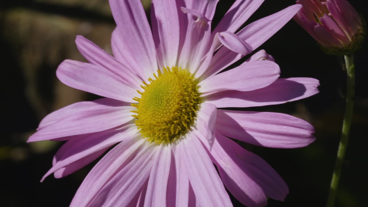 Closeup of a single michaelmas daisy on a sunny and breezy day