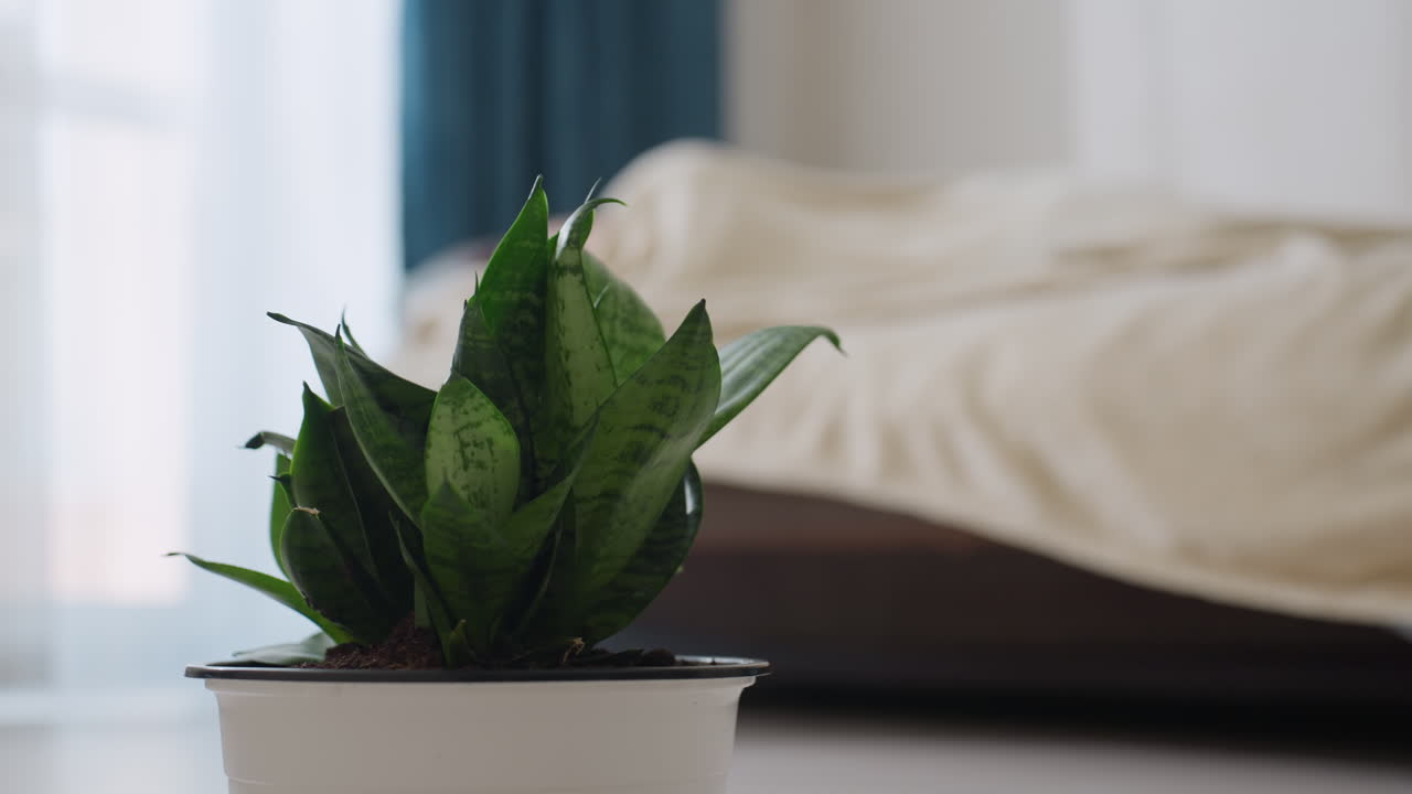 Primo piano di una pianta decorativa in un vaso bianco con foglie di un verde intenso, mentre sullo sfondo si intravede una persona che dorme sotto una coperta sul letto