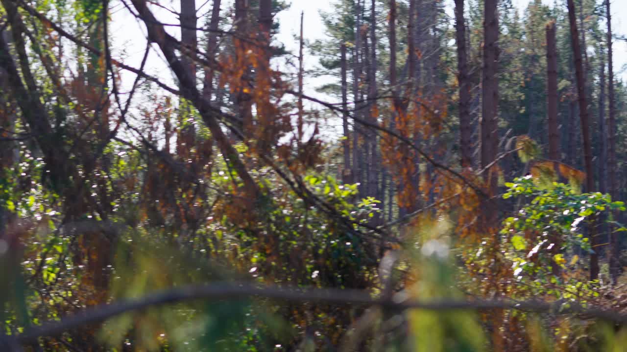 bosque roto y derribado, pinos destruidos por un fuerte ciclón, sin hojas