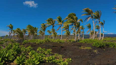 tropical oasis in hawaii