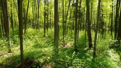 flying between the trees in the spring forest.