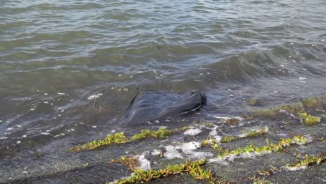 Black-plastic-bag-washing-up-on-shore