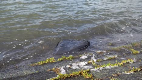 black plastic bag washing up on shore