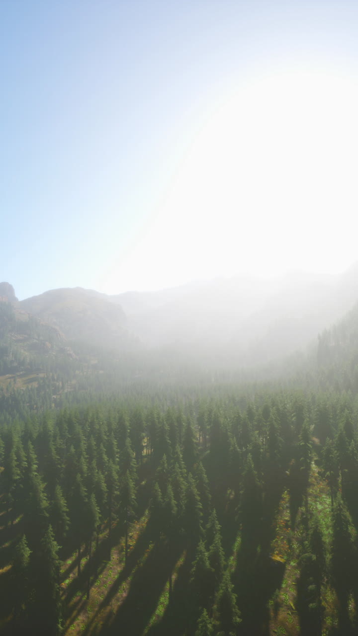 vista aérea de un bosque de niebla en las montañas
