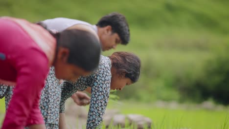 Village woman planting paddy in flooded rice field, pausing to look directly at the camera with muddy hands, 4k video