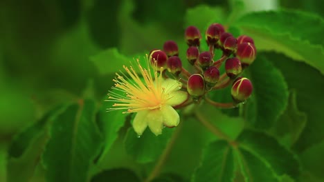 among a cluster of flower buds, one blossoms in bright yellow brilliance in the brazilian savanna