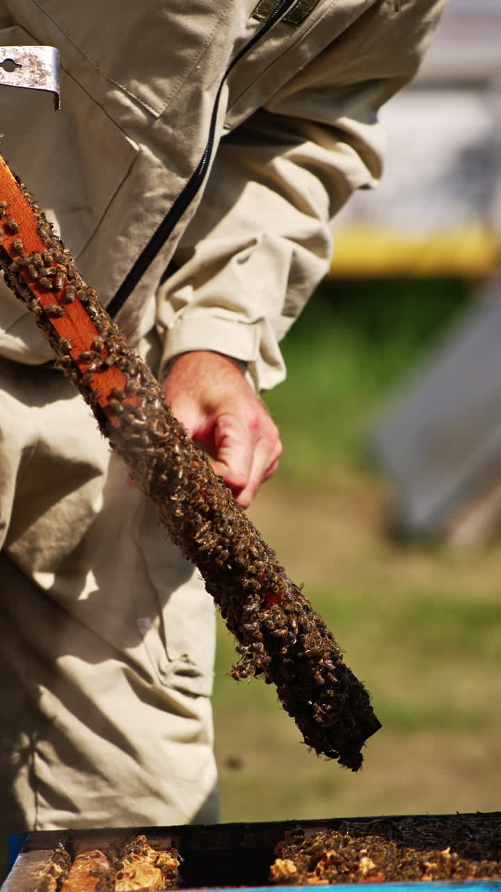 Beekeeper's hands pull the frame out of hive. Apiarist looking carefully at the frame totally covered with worker bees. Vertical video