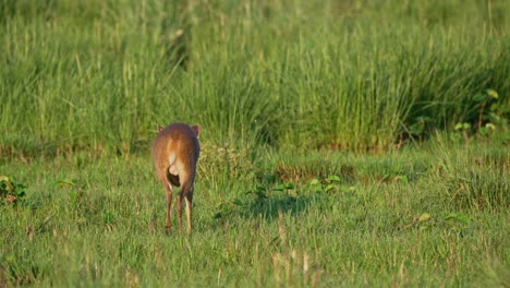 back and aide view of gray brocket deer grazing on grass in open wetland area, parque nacional ibera, corrientes, argentina