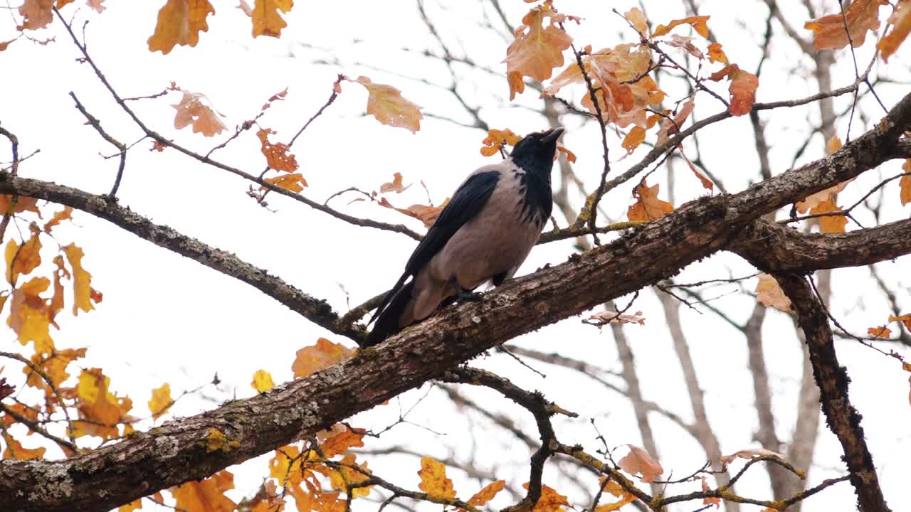un cuervo está buscando comida bajo las hojas de otoño