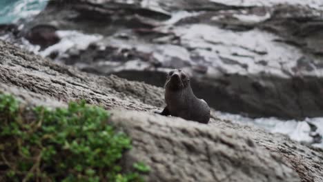 Revelación-De-Un-Cachorro-De-Foca-Sentado-Solo-En-Las-Rocas-Mientras-Las-Olas-Chocan-Desde-Atrás-Causando-Olas-Y-Cascadas