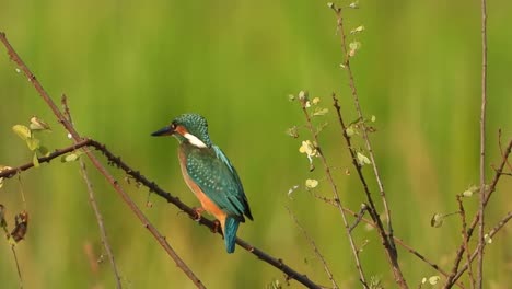 Eisvogel-Wartet-Auf-Gebet