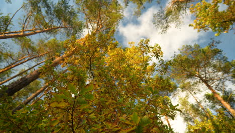 looking up at autumn leaves contrasting with the blue sky and fluffy white clouds from within the forest