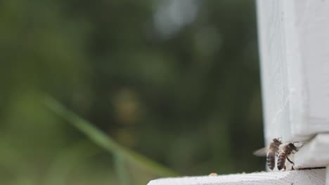un primer plano de una colmena con varias abejas en vuelo, regresando a la colmena después de recolectar el polen