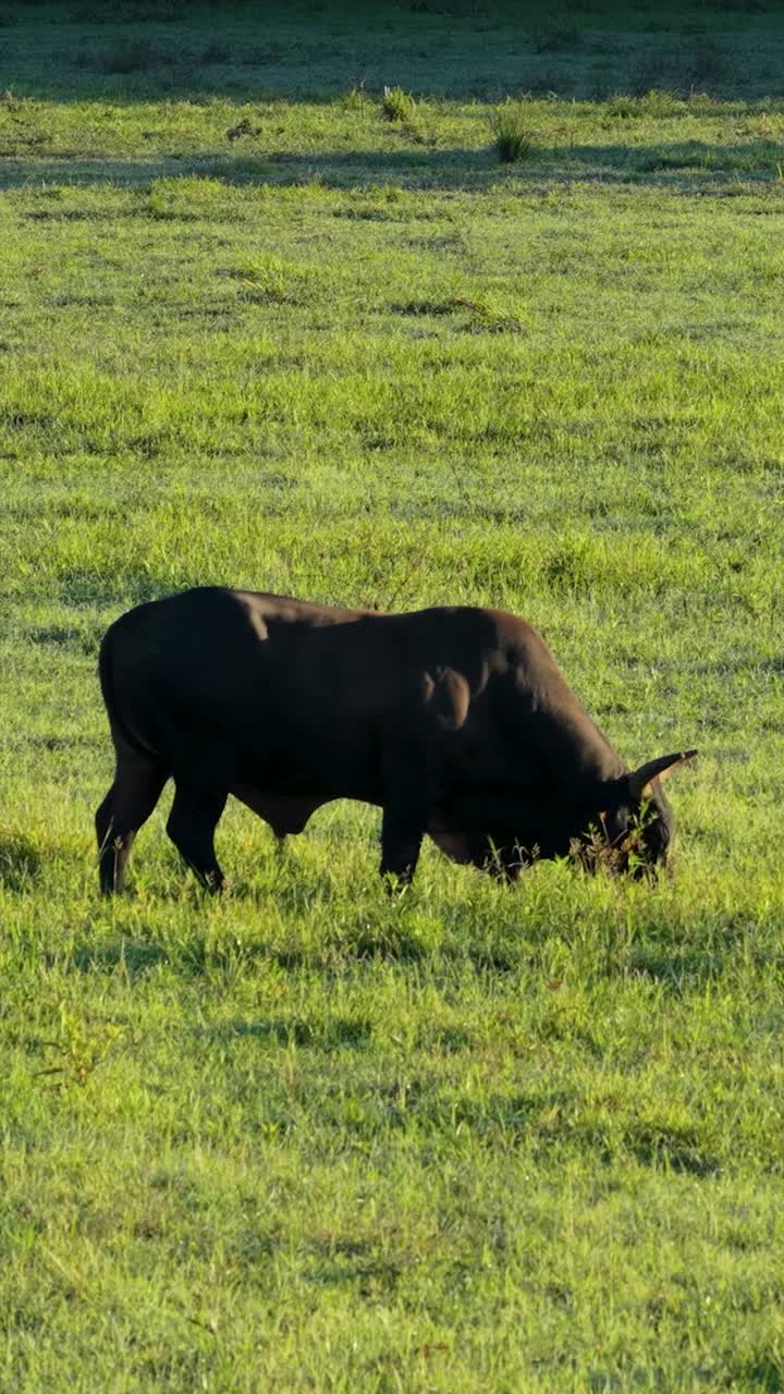 Toro scuro al pascolo in un rigoglioso campo verde in una giornata di sole.